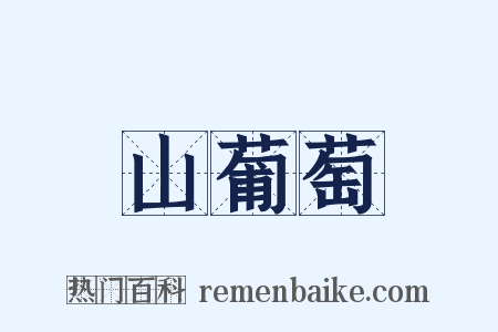 山葡萄是什么意思的图片